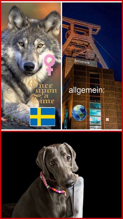 Wie heißt dein Hund?-Beitrag-Bild