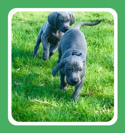 Fotowettbewerb : Hundekommunikation-Beitrag-Bild