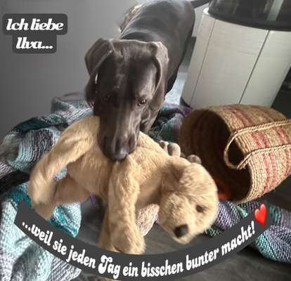 Fotowettbewerb "Liebeserklärung an deinen Hund!"-Beitrag-Bild