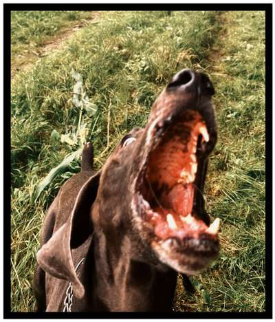 Fotowettbewerb ,,mein gruseliger Hund"-Beitrag-Bild