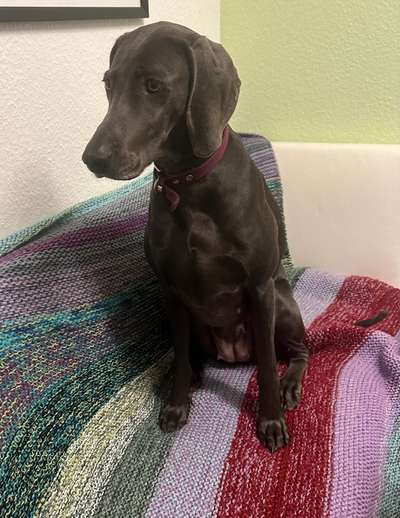 Weimaraner-Beitrag-Bild