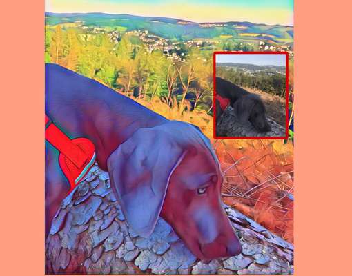 1. Fotomontagenchallenge: Dein Hund als Comicfigur-Beitrag-Bild