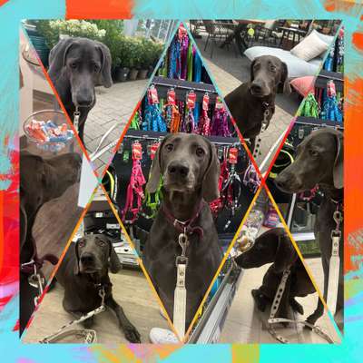 56. Foto Collage Challenge - Shopping Hund-Beitrag-Bild