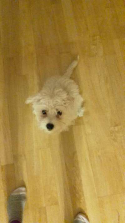 Suche einen neuen Hund für uns?-Beitrag-Bild