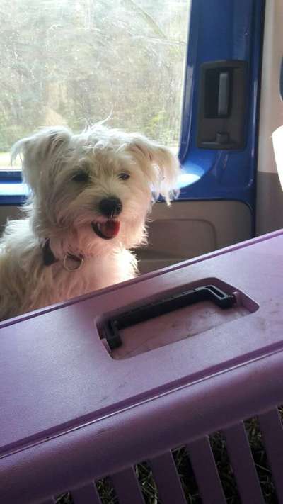 Hundetreffen-Hundefreunde gesucht!-Bild