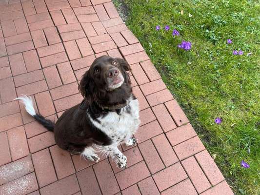 Kleiner Münsterländer!-Beitrag-Bild