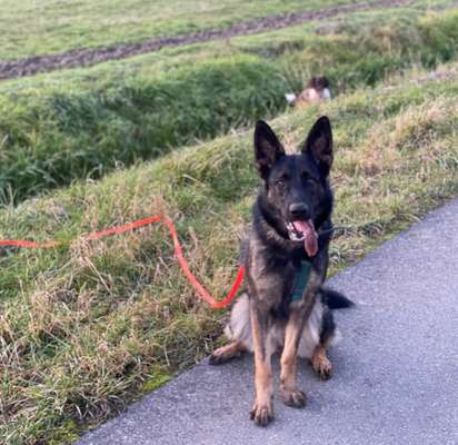 Deutsche Schäferhunde, Belgische Schäferhunde.-Beitrag-Bild