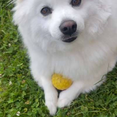 Hundetreffen-Große Gassi Runde und entspannt Spazierengehen 🐶-Bild