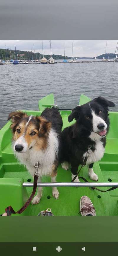 Gibt's hier noch mehr Border Collies???-Beitrag-Bild