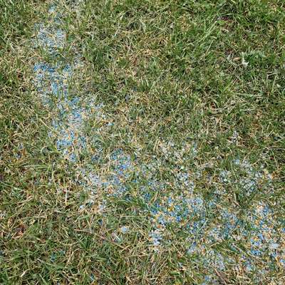 Giftköder-Blaue und gelbe Kügelchen-Bild