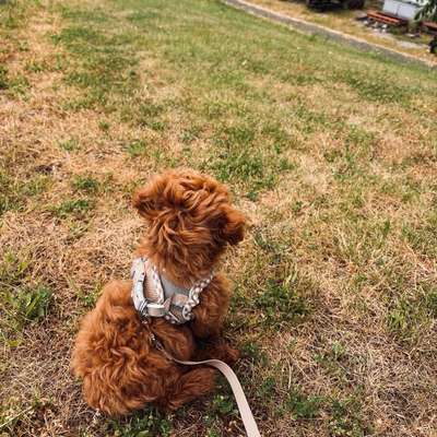 Hundetreffen-Welpen/Kleinhund treffen-Bild