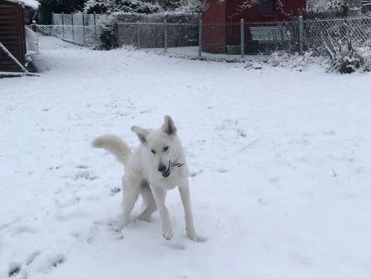Hundetreffen-Hermine liebt Hunde Kontakte-Bild