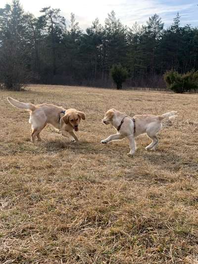 Hundetreffen-Junghundetreffen-Bild