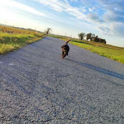 Hundetreffen-Gemeinsame Spaziergänge-Bild