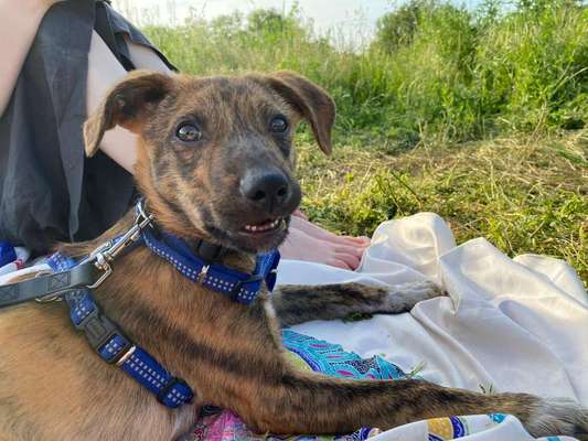 Die Dogorama-Wochen-Challenge "Die schönste Grimasse"-Beitrag-Bild