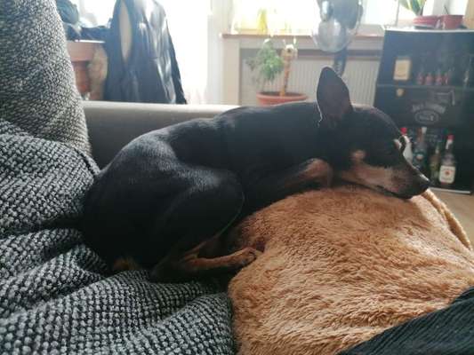 Wo sind die Zwergpinscher?-Beitrag-Bild