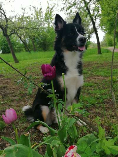 Gibt's hier noch mehr Border Collies???-Beitrag-Bild