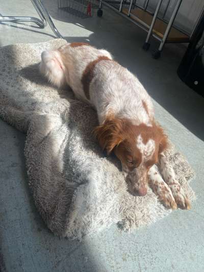 Epagneul Breton-Beitrag-Bild