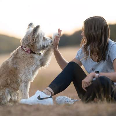 Hundetreffen-Ruhiger Spiel- & Gassipartner gesucht!