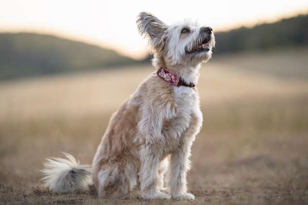 Tierfotografen-Tierfotografie in Bad Kissingen und Umgebung-Bild
