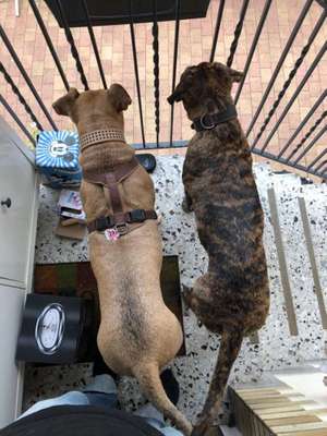 Bester Freund, Hundekumpel - zeigt her!-Beitrag-Bild