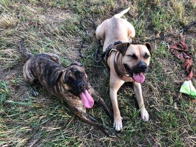 Bester Freund, Hundekumpel - zeigt her!-Beitrag-Bild