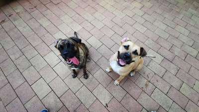 Bester Freund, Hundekumpel - zeigt her!-Beitrag-Bild