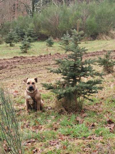 American Stafford Besitzer-Beitrag-Bild