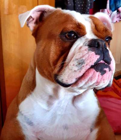 Old English Bulldog-Beitrag-Bild