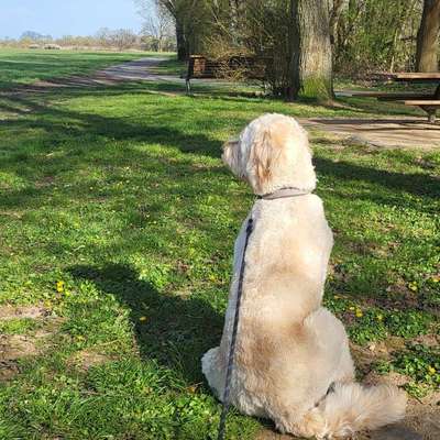 Hundetreffen-Spiel und Spaß im Grünen-Bild