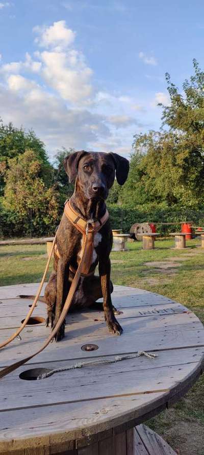 Ist das ein...?-Beitrag-Bild