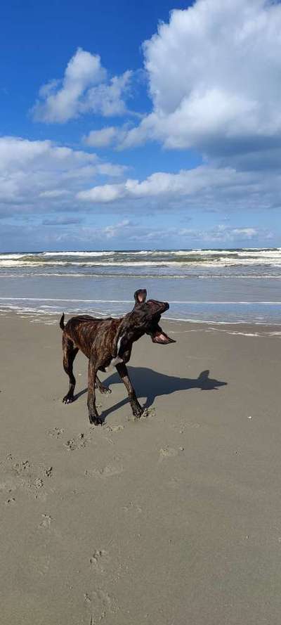 Fotosammlung: ,,Der natürliche Hund" Unbearbeitet, ungestellt und in Natura-Beitrag-Bild