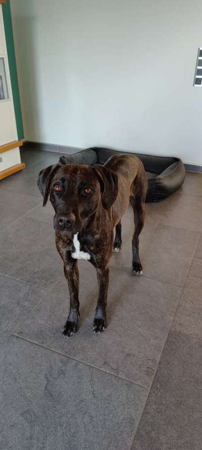 Mischlinge raten - Rätselspaß-Beitrag-Bild