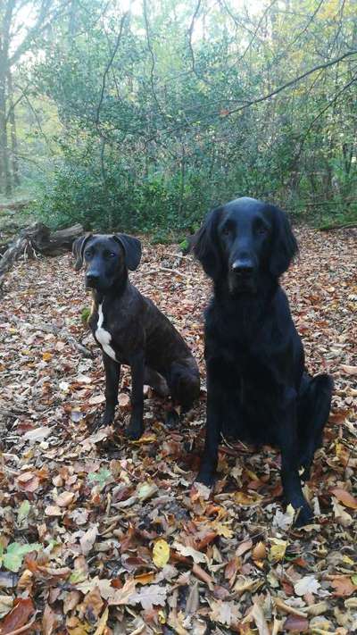 Seltene Rassen!-Beitrag-Bild