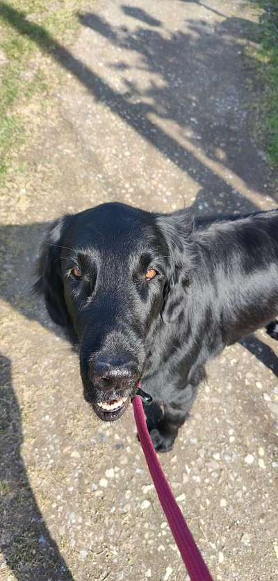 Wie heißt dein Hund?-Beitrag-Bild