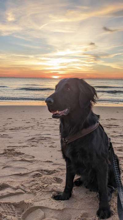 Flat Coated Retriever-Beitrag-Bild