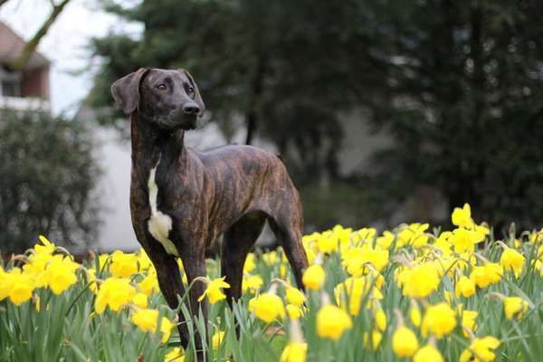 Die Dogorama Monats Challenge "Es grünt und blüht"-Beitrag-Bild