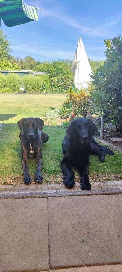 Mehrhundehaltung-Beitrag-Bild