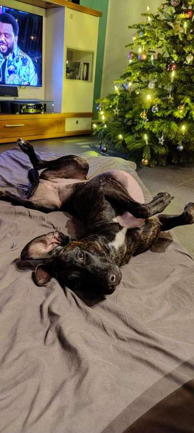 Dogorama Photo Challenge - Wälzen-Beitrag-Bild