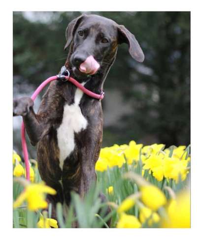 Tongue Out Tuesday-Beitrag-Bild