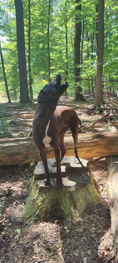 Dogorama Photo Challenge - Märchenwald-Beitrag-Bild