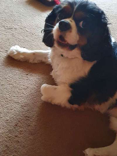 Cavaliere im Raum Böblingen/Stuttgart-Beitrag-Bild