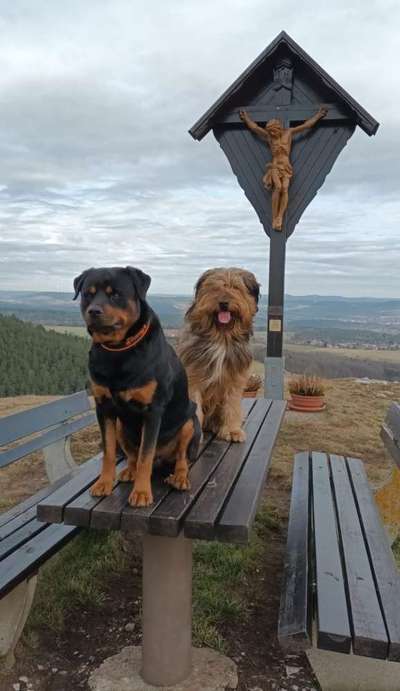 Hundetreffen-Suche für Unseren Leo eine Lauffreudiges Mädel 😊 Er ist ein Briardmix knapp 2.jahre alt.-Bild