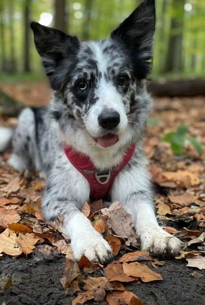 Dogorama Photo Challenge - Gassipause-Beitrag-Bild