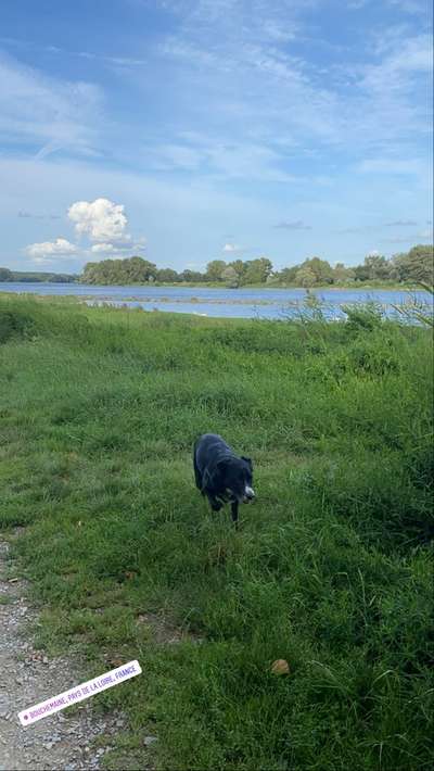 Hundetreffen-Dog walk In Rheinpark Neuss-Bild