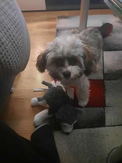 eure Spitznamen für die Vierbeiner-Beitrag-Bild