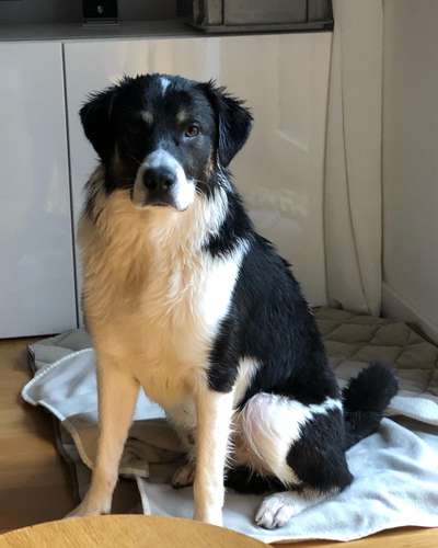 Tierschutzhunde suchen ein Zuhause-Beitrag-Bild