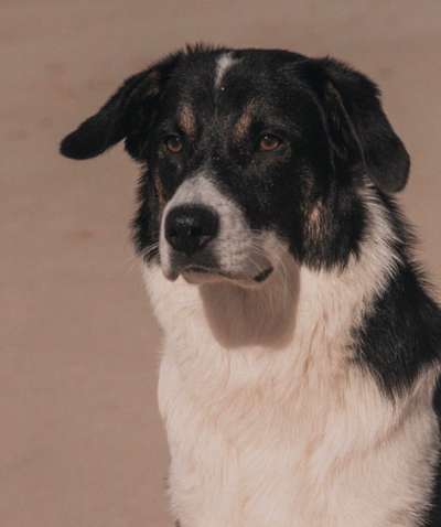 Tierschutzhunde suchen ein Zuhause-Beitrag-Bild