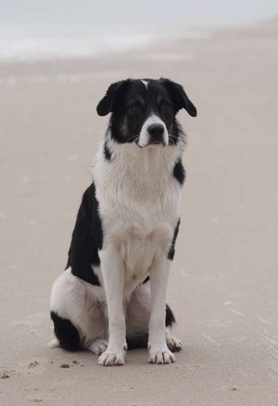 Tierschutzhunde suchen ein Zuhause-Beitrag-Bild