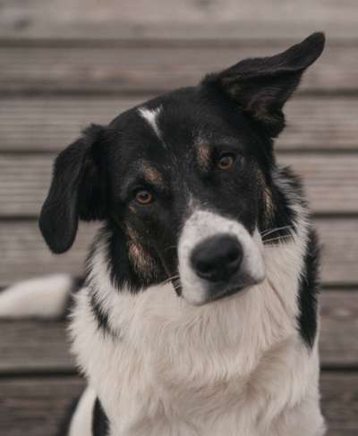 Tierschutzhunde suchen ein Zuhause-Beitrag-Bild